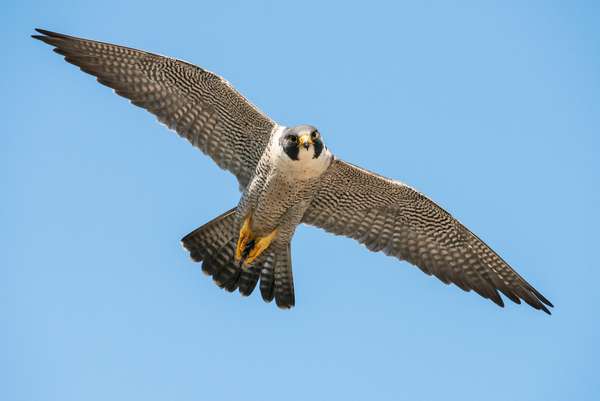 Peregrine falcon in flight