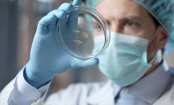 Checking a petri dish with genetically modified organisms (GMOs) in a experimental laboratory setting.