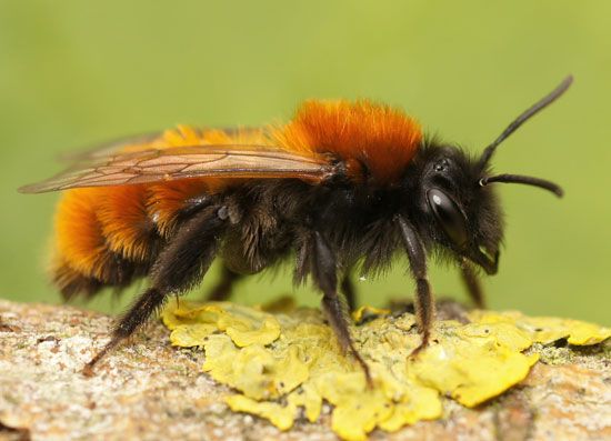 tawny mining bee