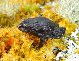 Attenborough's rubber frog