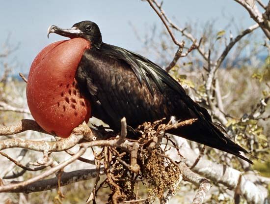 great frigate bird