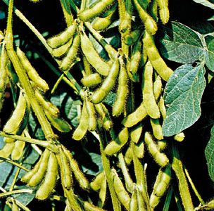 Soybeans (Glycine max)