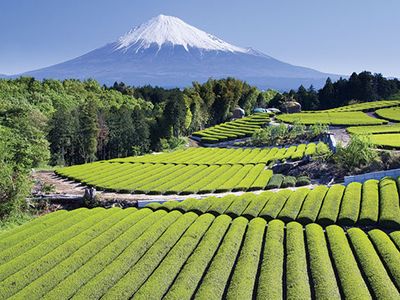 Tea cultivation in Japan