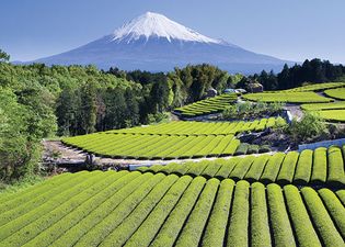 Tea cultivation in Japan