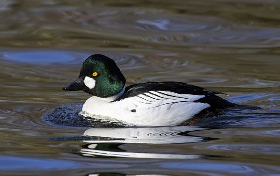 common goldeneye