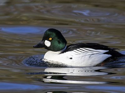 common goldeneye