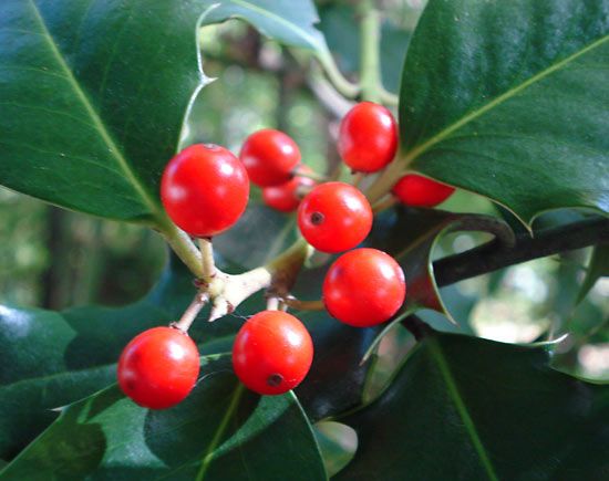 English holly