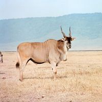 Giant eland (Taurotragus derbianus)