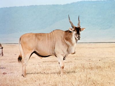 Giant eland (Taurotragus derbianus)