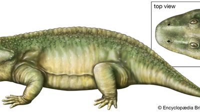 Eryops