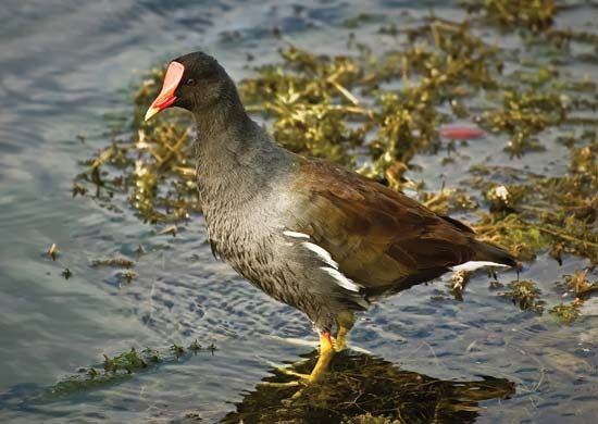 moorhen