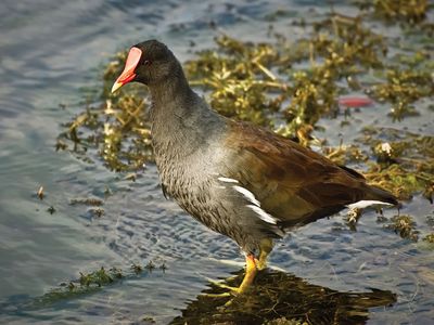 moorhen