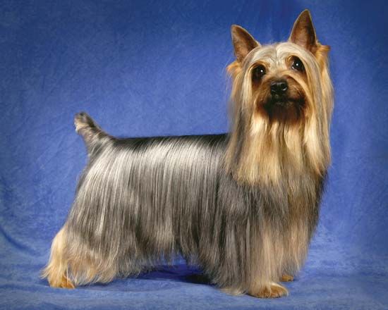 silky terrier