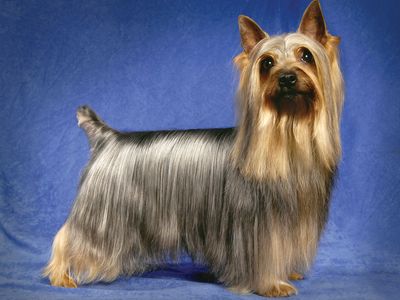 silky terrier