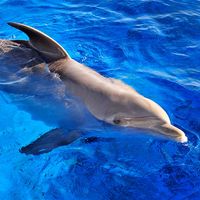 Dolphin. Delphinidae. Bottlenose dolphin. Bottle-nosed dolphin. Atlantic bottlenose dolphin. Tursiops truncatus. Bottlenose dolphin swimming in a large tank at Marineland, Florida.