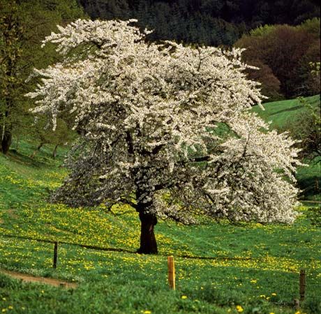 cherry tree