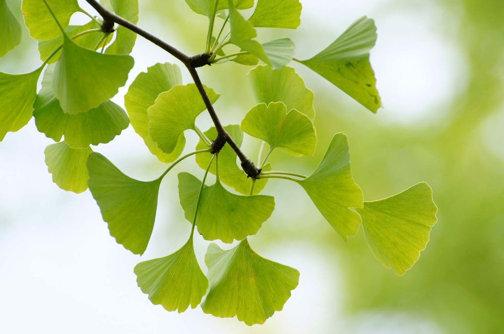 Leaves of a Ginkgo tree (Ginkgo biloba)