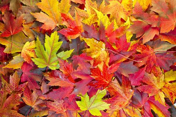 Maple Leaves Mixed Changing Fall Colors