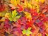 Maple Leaves Mixed Changing Fall Colors