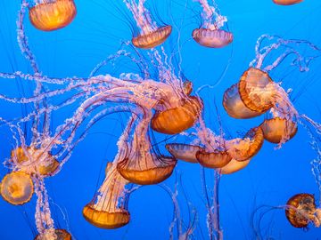 Jellyfish sea nettle cnidarian