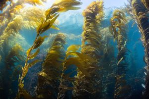 kelp forest