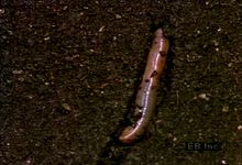 Follow a burrowing earthworm seeking soil's moisture to protect its oxygen-collecting skin