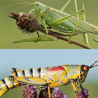 Combo photo of the Great Green Bush Cricket (top) and the Elegant Grasshopper (bottom).