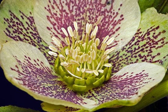 hellebore nectaries