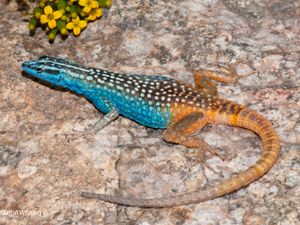 Attenborough's flat lizard