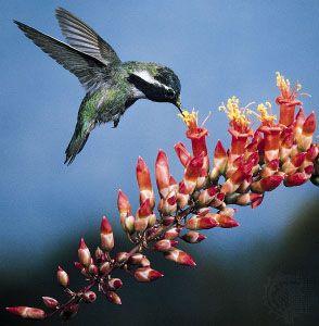 Costa's hummingbird