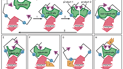 In the induced-fit theory of enzyme-substrate binding, a substrate approaches the surface of an enzyme (step 1 in box A, B, C) and causes a change in the enzyme shape that results in the correct alignment of the catalytic groups (triangles A and B; circles C and D represent substrate-binding groups on the enzyme that are essential for catalytic activity). The catalytic groups react with the substrate to form products (step 2). The products then separate from the enzyme, freeing it to repeat the sequence (step 3). Boxes D and E represent examples of molecules that are too large or too small for proper catalytic alignment. Boxes F and G demonstrate binding of an inhibitor molecule (I and I′) to an allosteric site, thereby preventing interaction of the enzyme with the substrate. Box H illustrates binding of an allosteric activator (X), a nonsubstrate molecule capable of reacting with the enzyme.