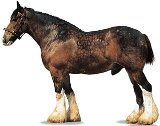 Shire stallion with bay coat.