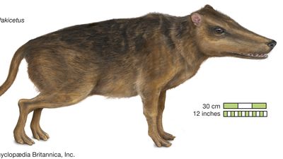 Pakicetus.