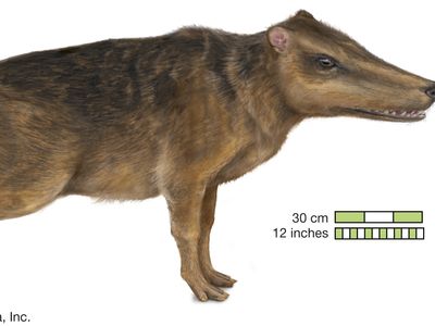 Pakicetus.