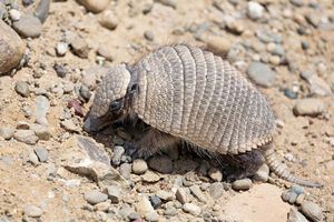 hairy armadillo