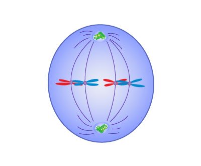 metaphase