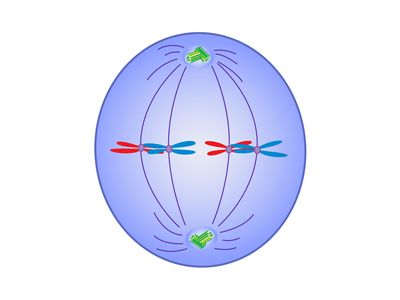 metaphase