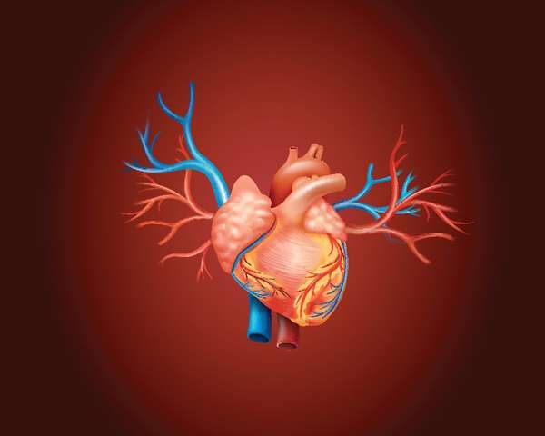 Diagram showing human heart