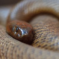 The fierce snake (also known as the inland taipan, western taipan and Oxyuranus microlepidotus) is the most venomous snake in the world.