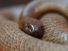 The fierce snake (also known as the inland taipan, western taipan and Oxyuranus microlepidotus) is the most venomous snake in the world.