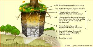 soil profile