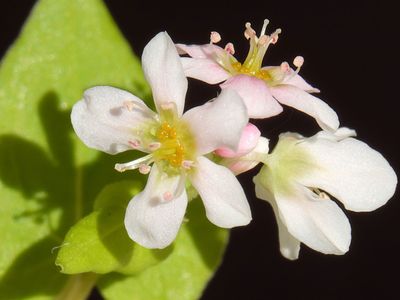 floral nectaries