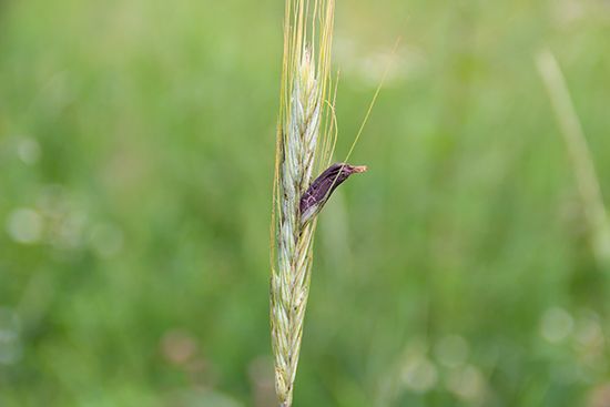 ergot