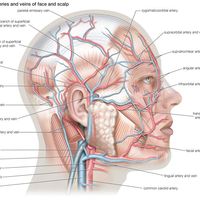 Superficial arteries and veins of face and scalp, cardiovascular system, human anatomy, (Netter replacement project - SSC)