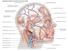 Superficial arteries and veins of face and scalp, cardiovascular system, human anatomy, (Netter replacement project - SSC)