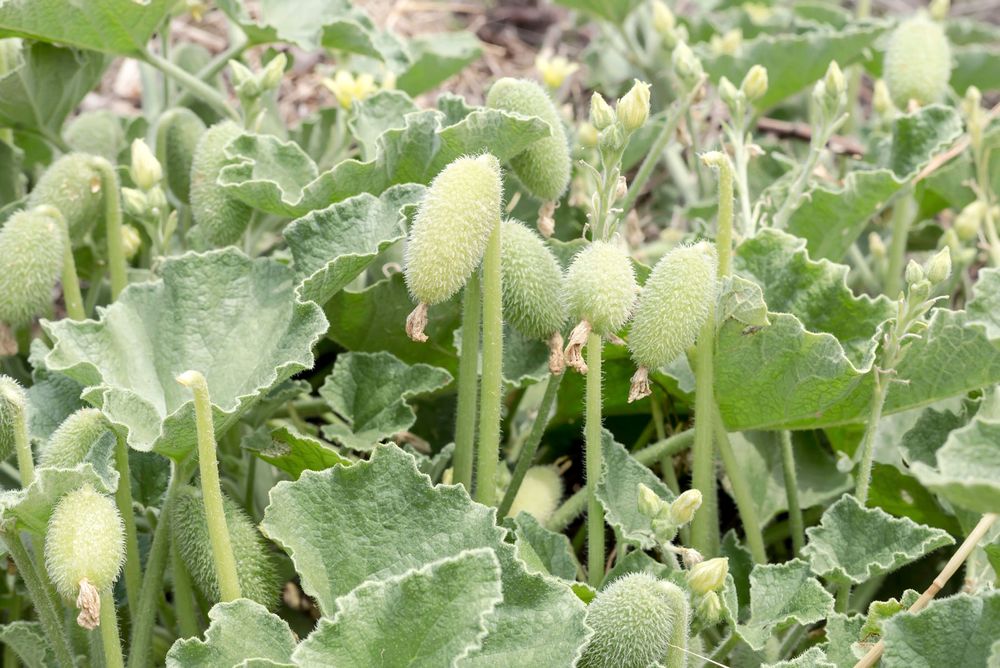 Fruits of the squirting cucumber (Ecballium elaterium). plant