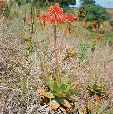 soap aloe