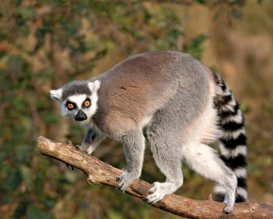 ring-tailed lemur (Lemur catta)