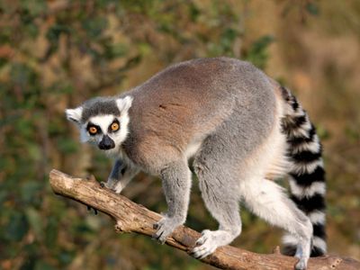 ring-tailed lemur (Lemur catta)