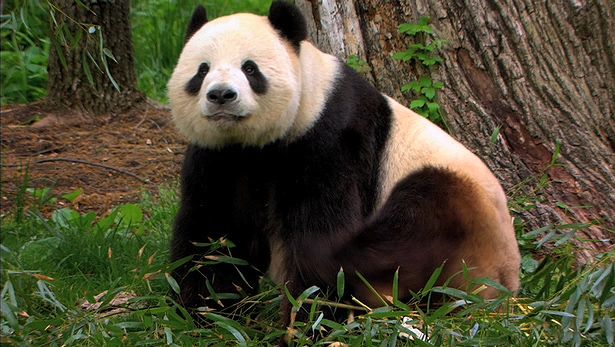 View a discussion on efforts to save the endangered giant panda at the National Zoological Park in Washington, D.C.